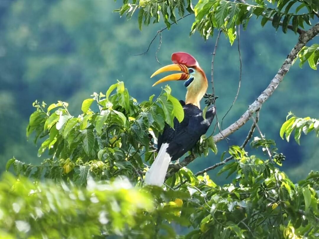 Tangkoko Birding Trip 3D2N