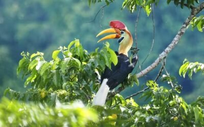 Tangkoko Birding Trip 3D2N