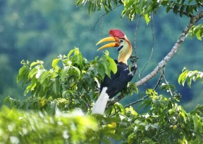 Tangkoko Birding Trip 3D2N