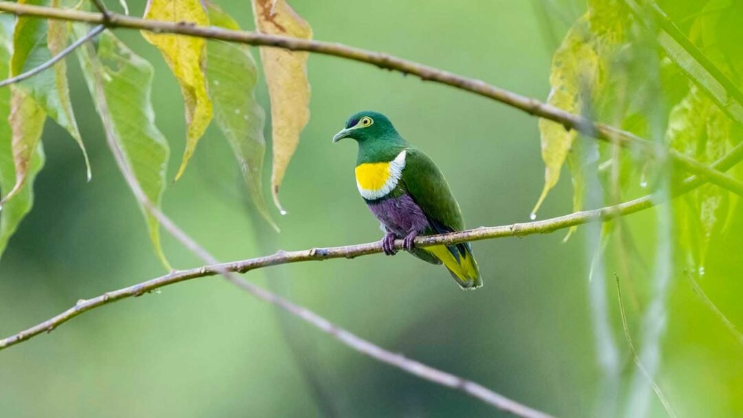 Biak–Numfor Island Birding Trip 3D2N