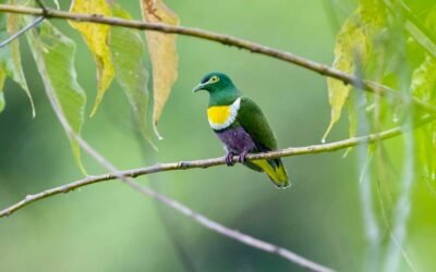 Biak–Numfor Island Birding Trip 3D2N