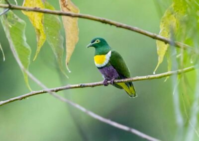 Biak–Numfor Island Birding Trip 3D2N