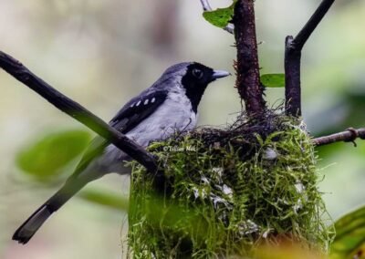 Spot-winged Monarch, Fakfak Birding
