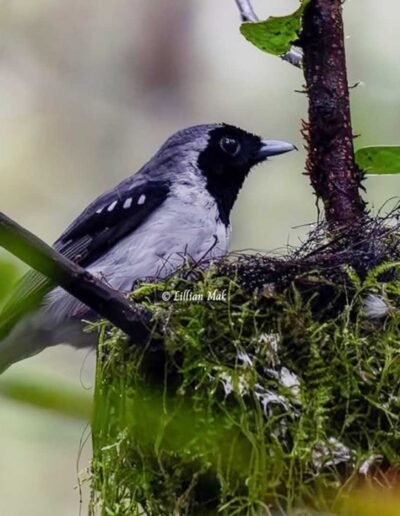 Spot-winged Monarch, Fakfak Birding
