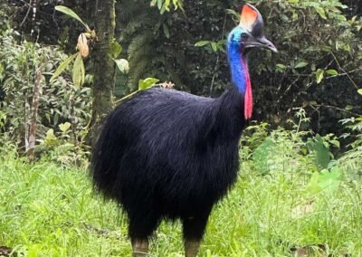 Southern Cassowary, Fakfak Birding