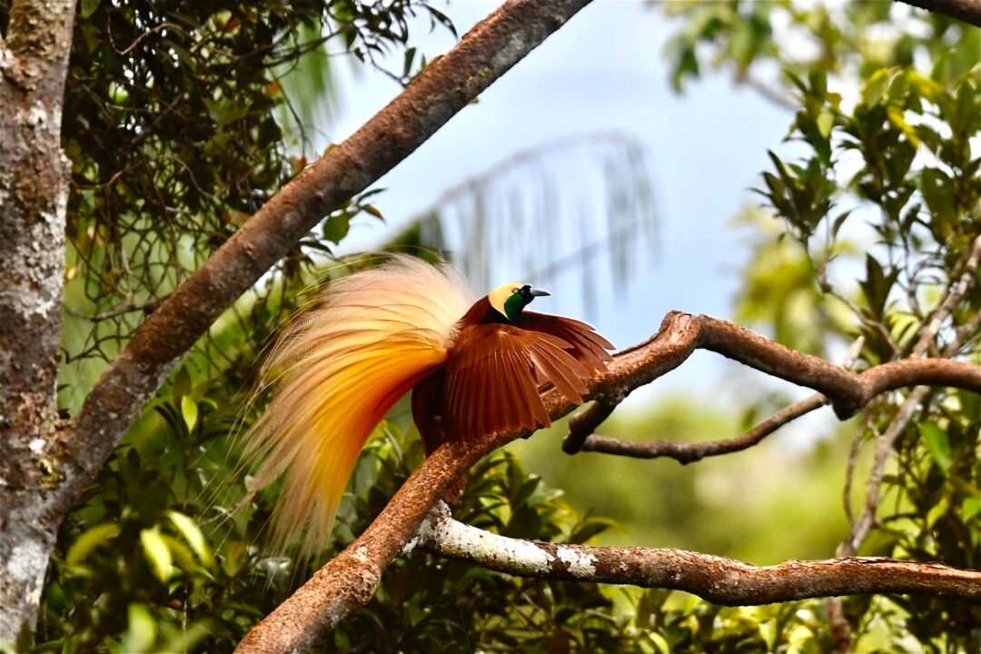 Aru Island Birding Trip 4D3N