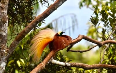 Aru Island Birding Trip 4D3N