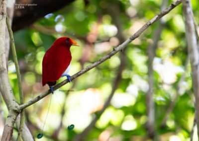 King Bird of Paradise, sjbirding.com