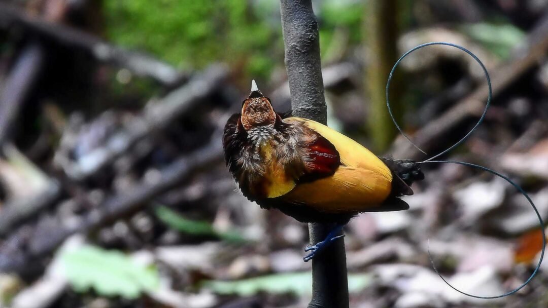 Arfak Mountain Birding Trip 5D4N