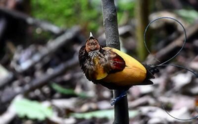 Arfak Mountain Birding Trip 5D4N