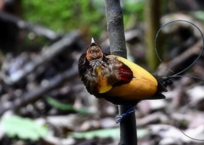 Arfak Mountain Birding Trip 5D4N