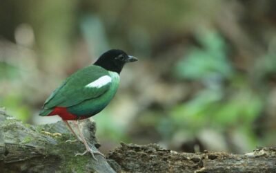 Sorong Lowland Forest Birding Trip 3D2N