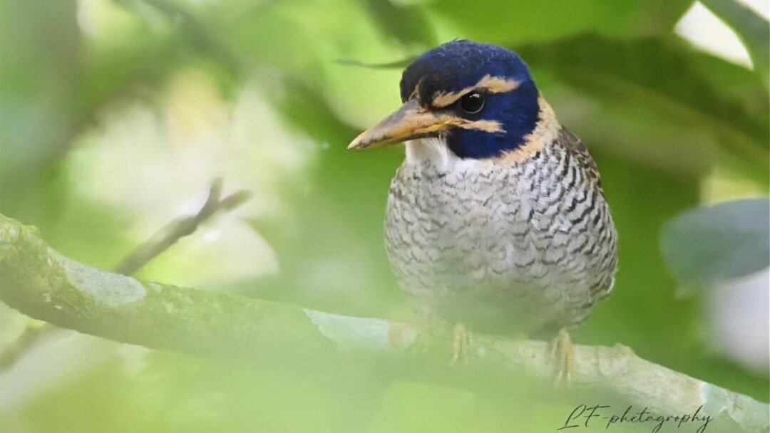 Birding Tomohon – Mt. Mahawu 2D1N