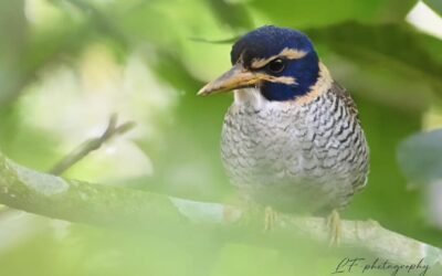 Birding Tomohon – Mt. Mahawu 2D1N