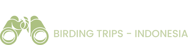 Sulawesi Jack Birding