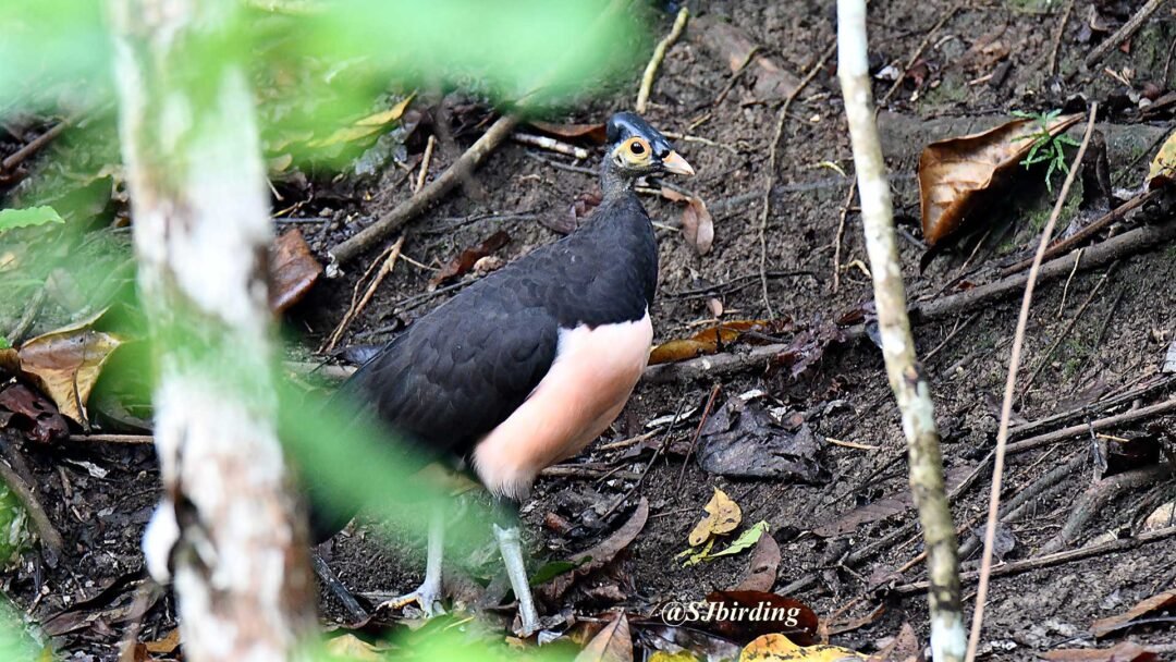 Dumoga Bone and Ambang Birding Trip 5D4N