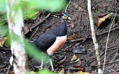 Dumoga Bone and Ambang Birding Trip 5D4N