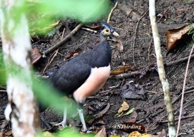 Dumoga Bone and Ambang Birding Trip 5D4N