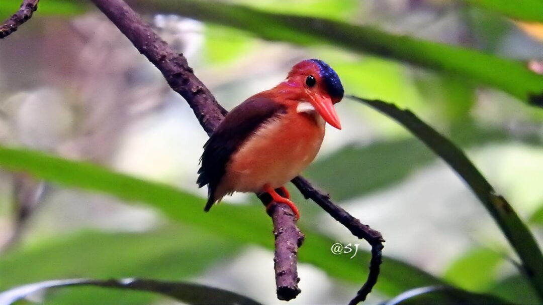 Sulawesi – Halmahera Birding 14D13N