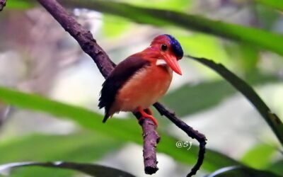 Sulawesi – Halmahera Birding 14D13N