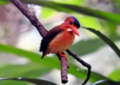 Sulawesi – Halmahera Birding 14D13N