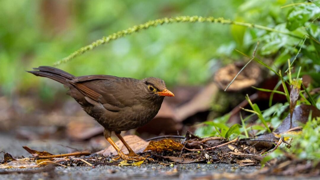 Lore Lindu Birding 5D4N