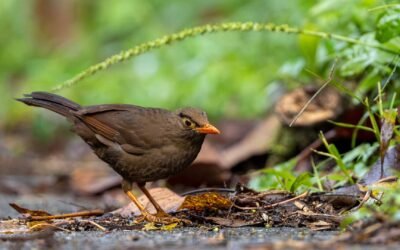 Lore Lindu Birding 5D4N