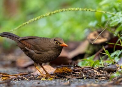 Lore Lindu Birding 5D4N