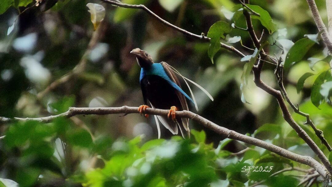 Halmahera Birding Trip 5D4N