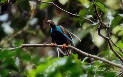 Halmahera Birding Trip 5D4N