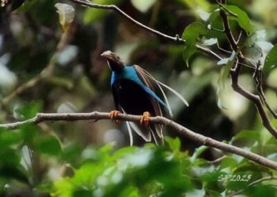 Halmahera Birding Trip 5D4N