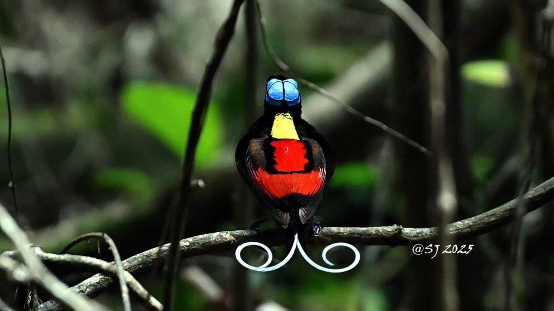 West Papua Birding 15D14N