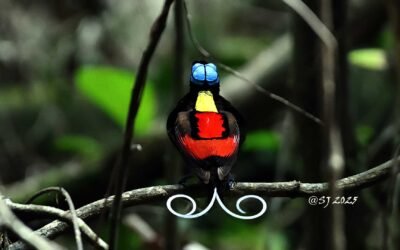 West Papua Birding 15D14N