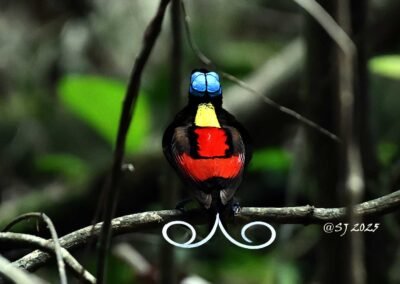 Raja Ampat Birding Trip3D2N