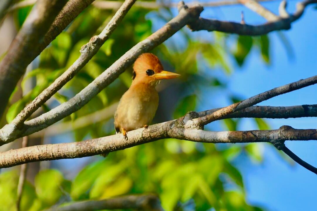 Nimbokrang – Jayapura Birding Trip 5D4N