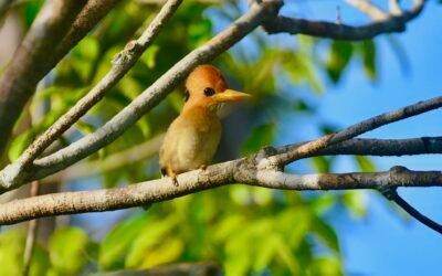 Nimbokrang – Jayapura Birding Trip 5D4N