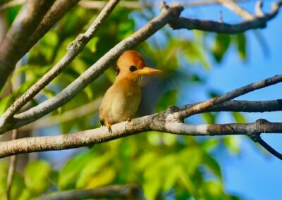 Nimbokrang – Jayapura Birding Trip 5D4N